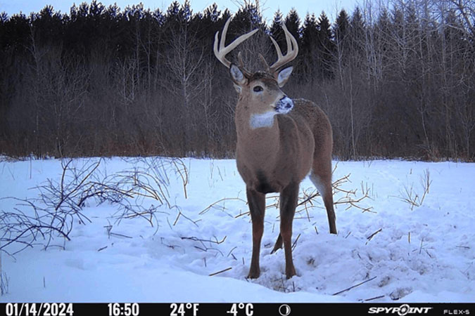 Game and trail cameras - Résolution et Qualité d'Image