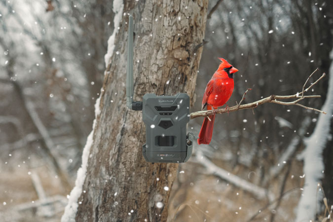 Wildlife cameras - The Best Wildlife Cameras for Bird Watching
