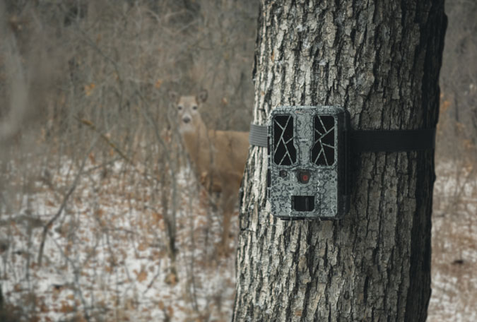 Wildlife cameras - Tailored Wildlife Cameras for Mammals