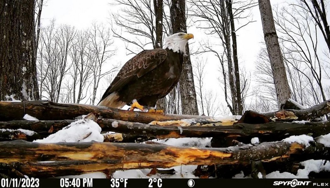 Our Best Trail Camera Pictures of 2023