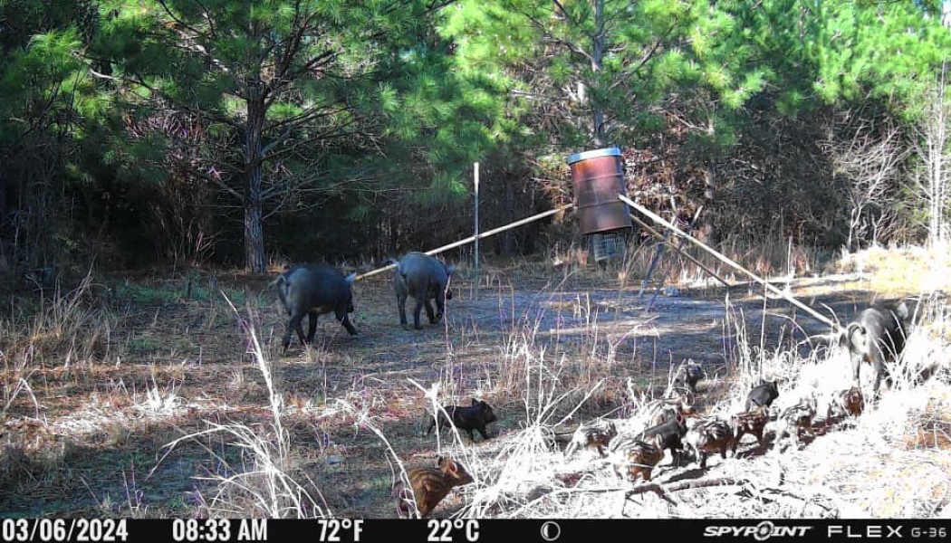 5 raisons pour lesquelles les porcs sauvages menacent les cerfs de Virginie