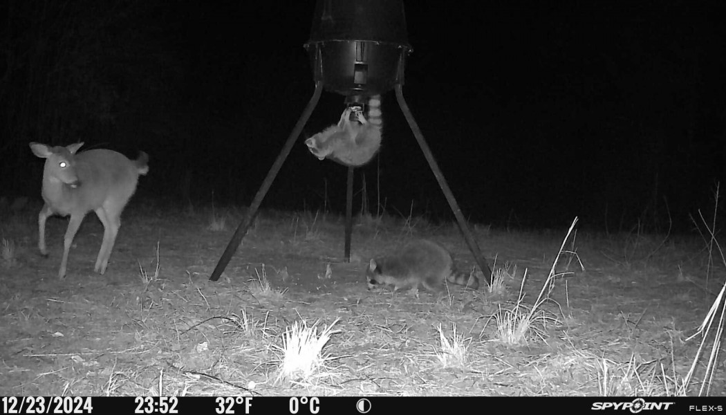 The Best Way to Use Trail Cameras Around Feeders