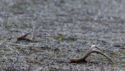 Three Reasons You're Terrible at Shed Hunting