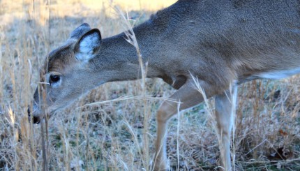 8 Late-Season Trail Camera Locations