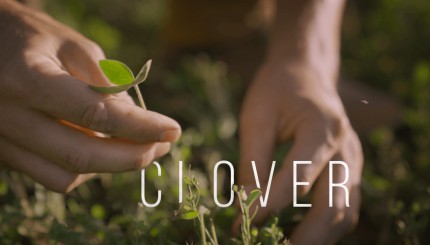 Long-term Clover Plot Management | Building Whitetails