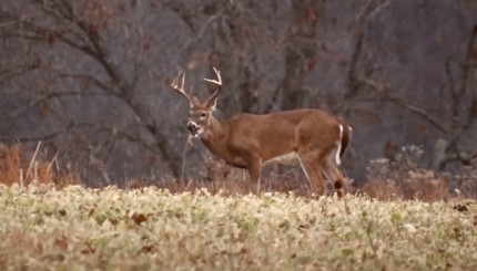 How to Monitor Post Rut Buck and Herd Health