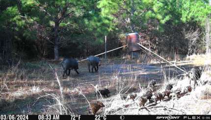 5 raisons pour lesquelles les porcs sauvages menacent les cerfs de Virginie