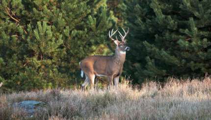 Comment Chasser les Cerfs dans les Régions avec des Pins
