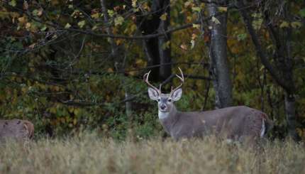 10 Conseils pour la Chasse au Cerf Avant le Rut