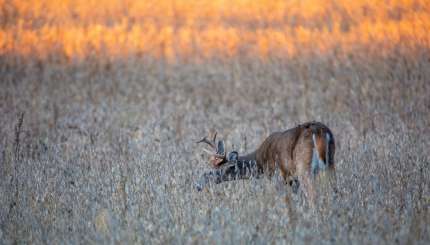 Winter Whitetail Survival: Late-Season Grub Big Bucks Love