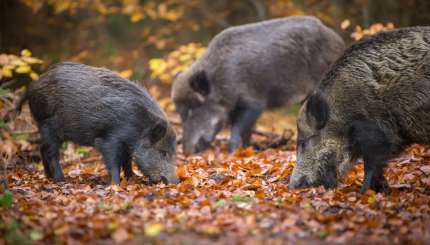 Planifier une chasse au sanglier à la fin de l'hiver