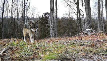 Comment capturer de superbes photos de faune avec une caméra de chasse