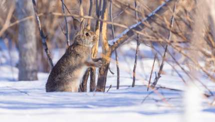 Small Game Hunting: Enjoy the Last Hurrah Before Spring