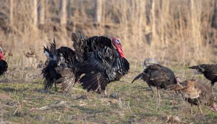 10 astuces pour chasser le dindon avec une caméra de chasse